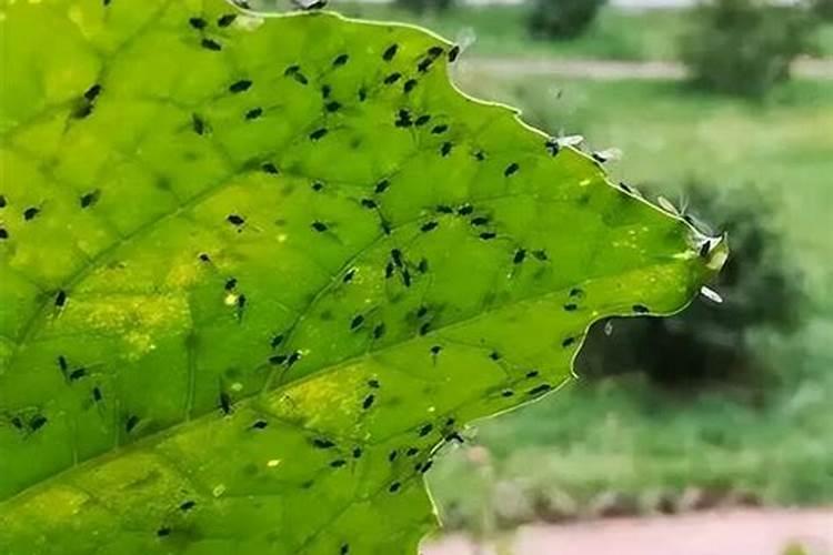 水稻怎样施肥能高产