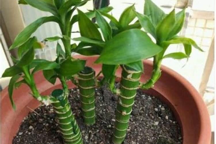 观音竹施肥方法及注意事项 春季棕竹怎么施肥