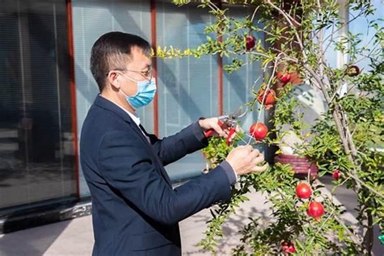 小麦杨花期用芸苔素好还是用胺鲜酯好？