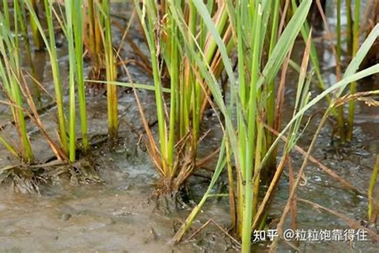 水稻抽穗期,抽穗期田间怎么管理