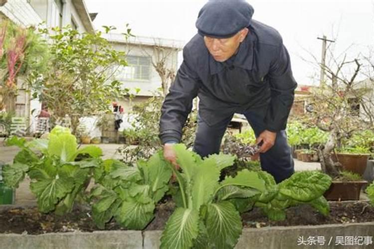 上海迪拜农药 绿绝(75%甲嘧磺隆)残留在水和土壤里怎么办？