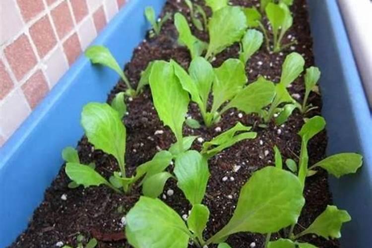 水种芥菜种植方法