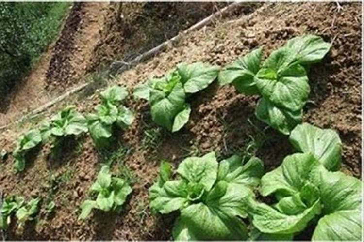 水种芥菜种植方法