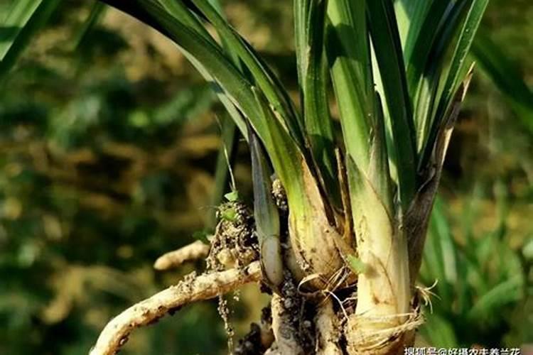 文心兰花的养殖方法和注意事项