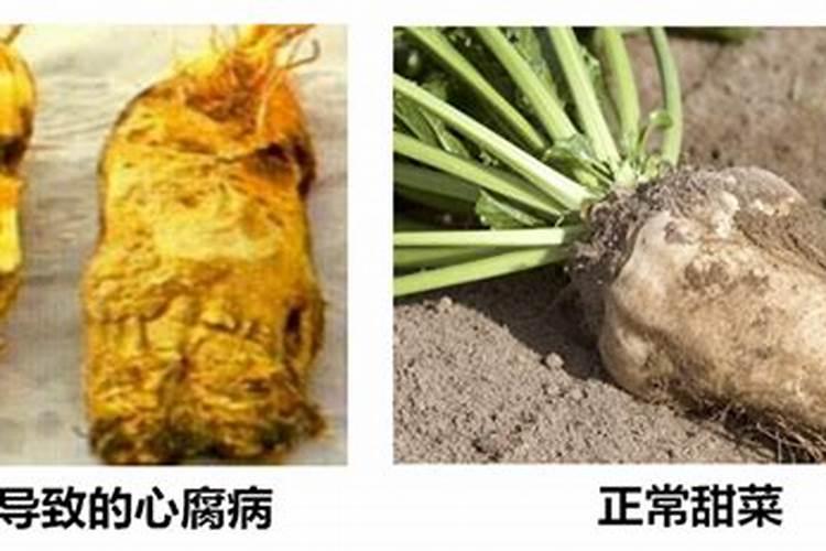 向日葵施什么肥最好