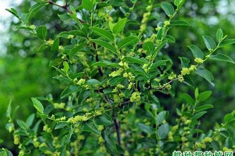 赤霉素、芸苔素、多效唑用法大汇总!