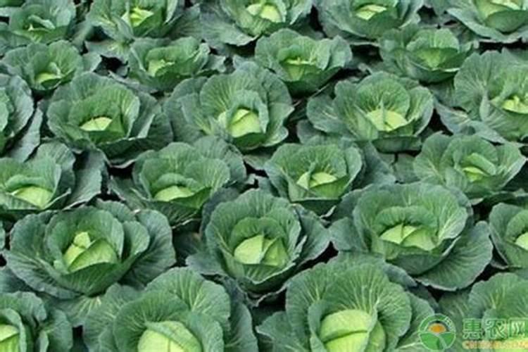 粘玉米种植时间和方法 如何种植粘玉米