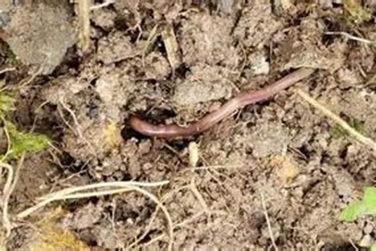 小麦底肥用二铵多少合适