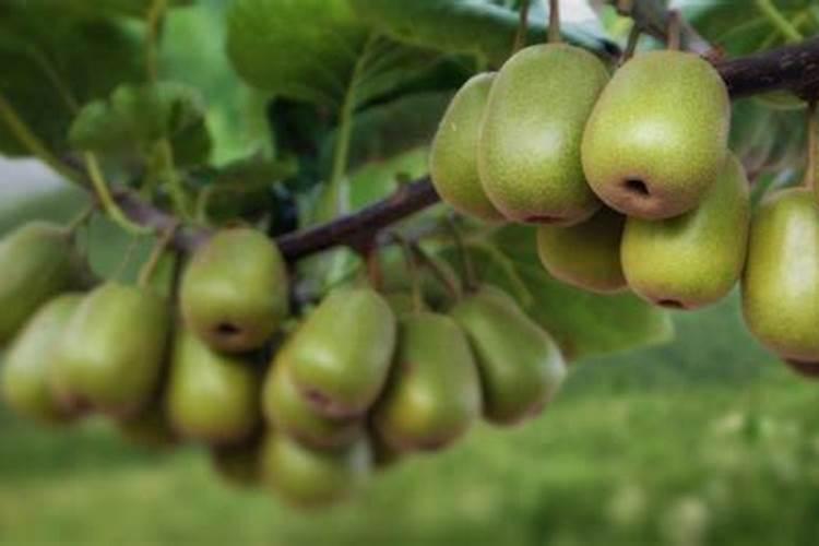 猕猴桃怎样合理施肥？