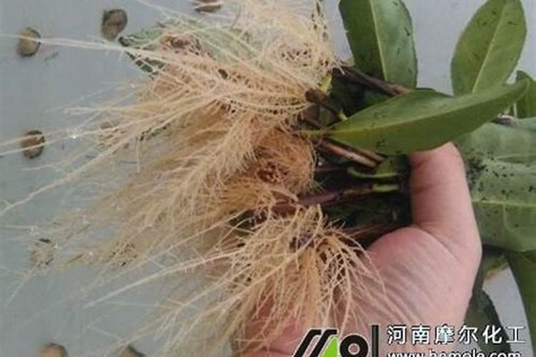 月季修剪后如何浇水 月季剪枝正确浇水方法