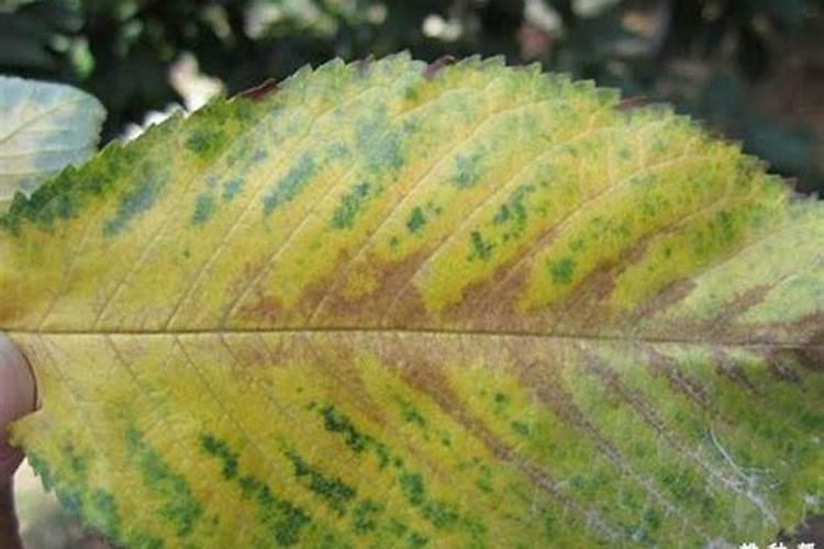 樱桃树叶子发蔫原因及补救方法