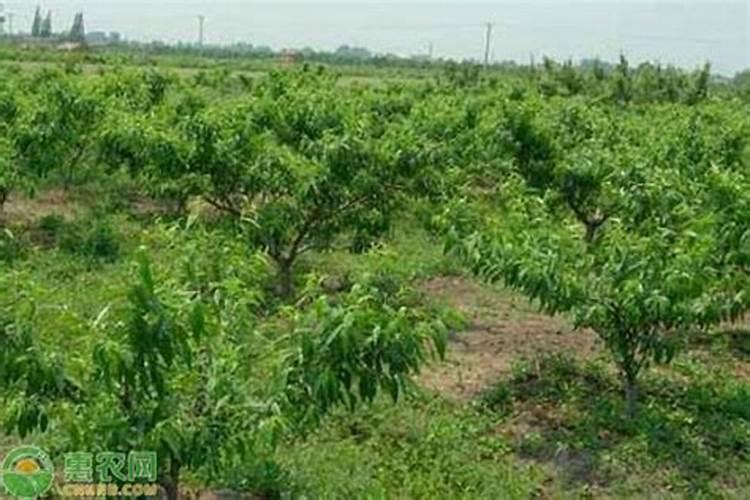 桃树施钾肥在什么时候 使用注意事项有哪些