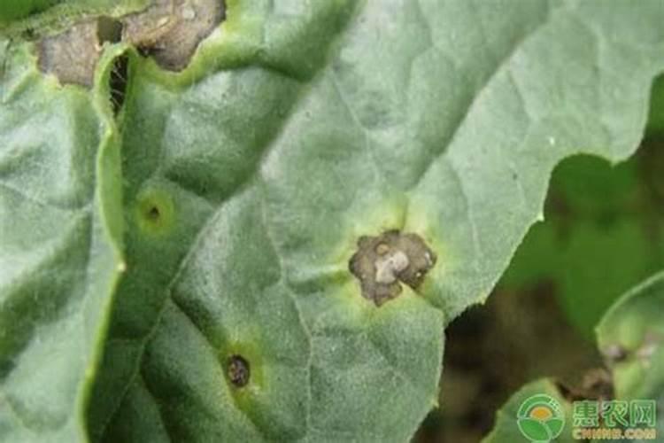 八角木的养殖方法和注意事项