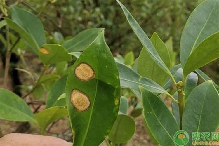 八角树炭疽病用什么农药最好？