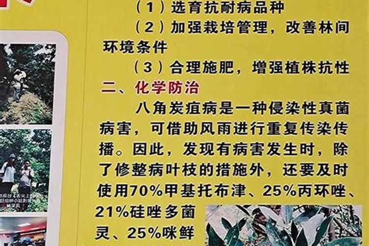 八角炭阻病怎么防治？