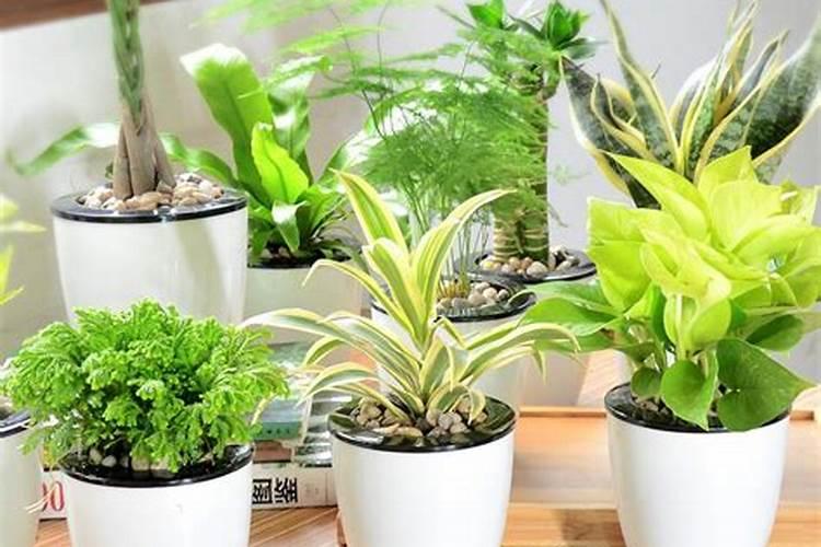 氮肥可以兑水浇花吗