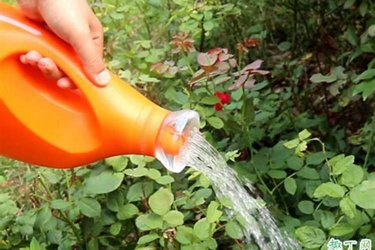 氮肥可以兑水浇花吗