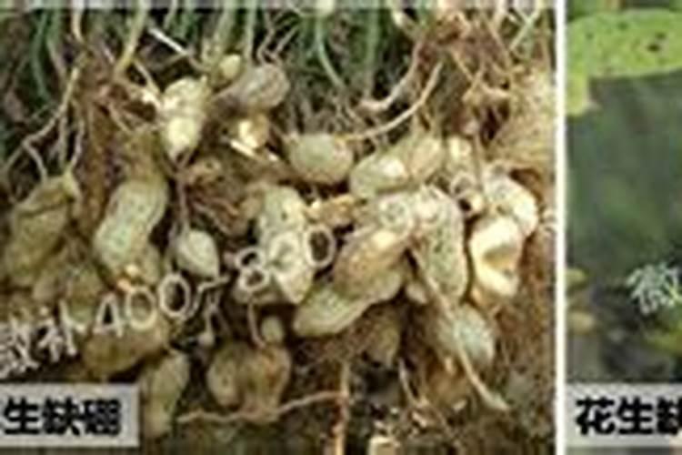 花生硼肥什么时间施用