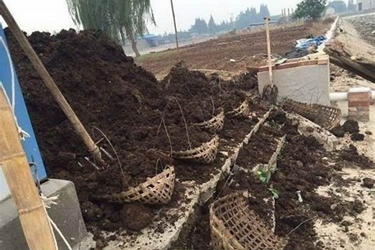 苏子叶具体种植办法？