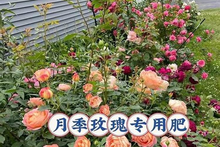 玫瑰花怎么养才好