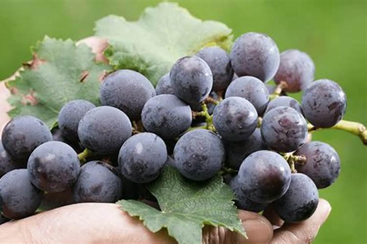 葡萄糖做叶面肥有效吗 葡萄糖是大分子物质还是小分子物质