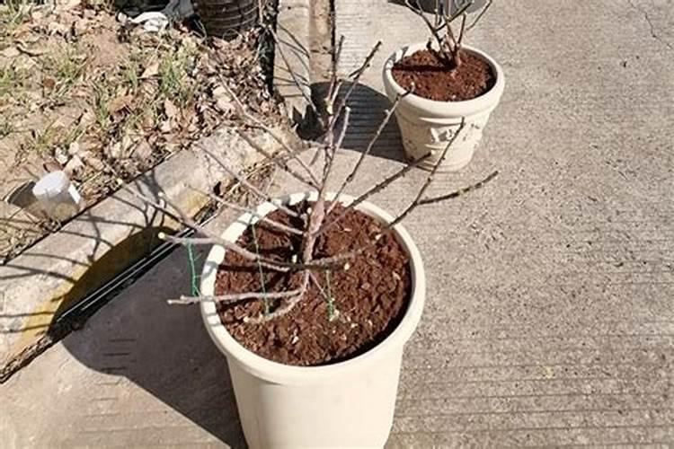 辣椒第一次追肥最佳时间