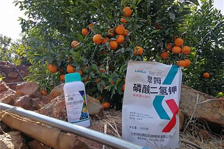 生姜用哪种水溶肥效果好？生姜什么时候用肥比较好？