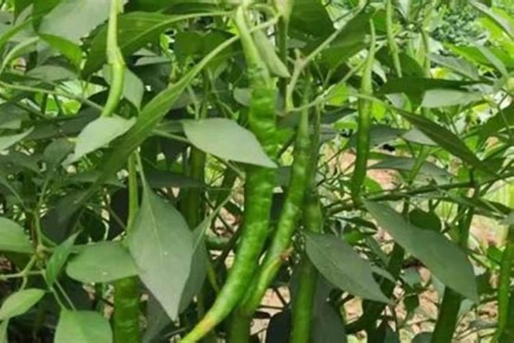 菖蒲的水培方法如下