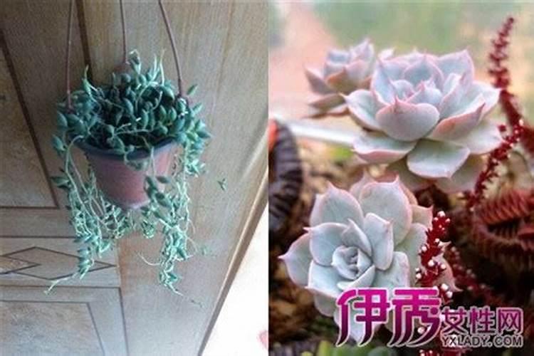 多肉植物施什么肥好