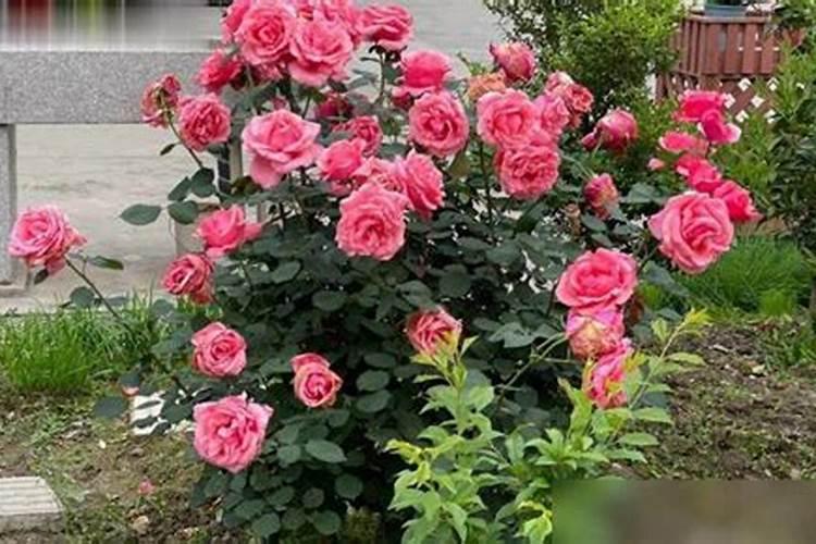 地栽月季施肥时间和方法