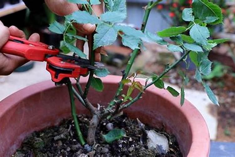 地栽月季施什么肥料最好(地栽月季花施肥开花多的技巧)