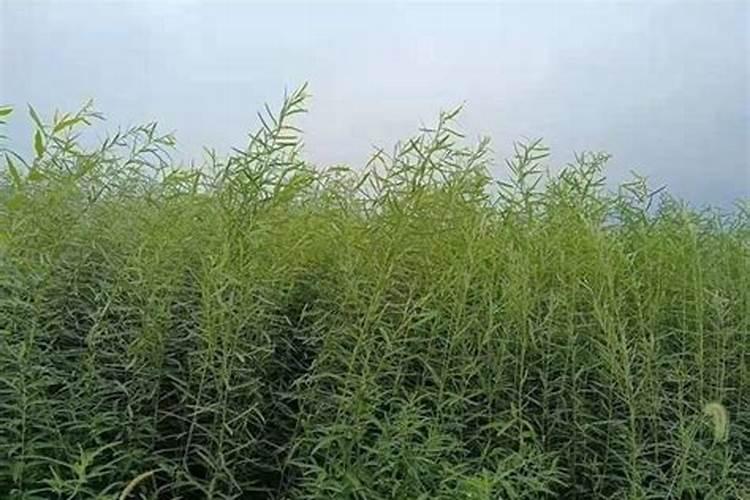 彩叶杞柳什么时候开花