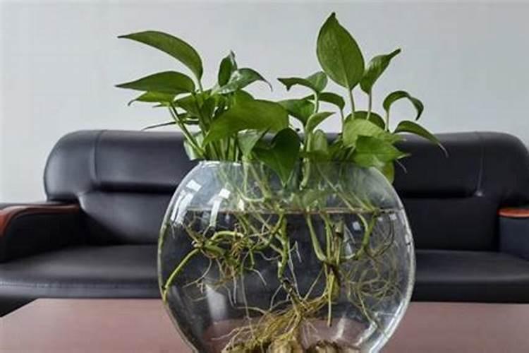 怎么判断兰花缺少氮肥,刚换盆的兰花能用磷钾肥吗