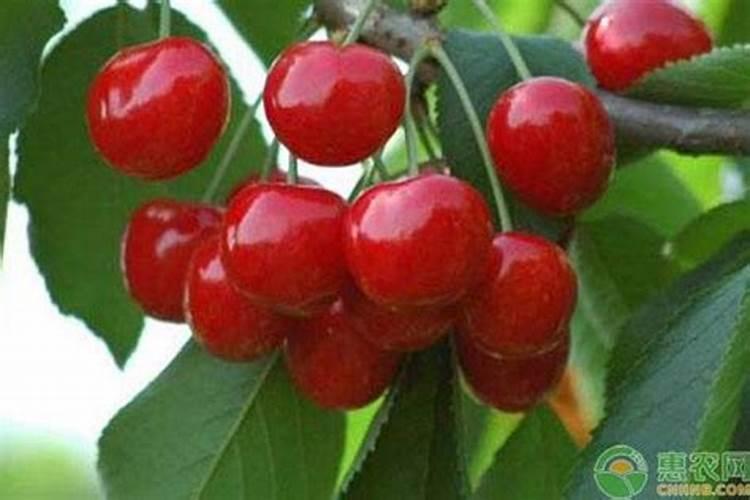 大豆刚结荚能打多效唑吗