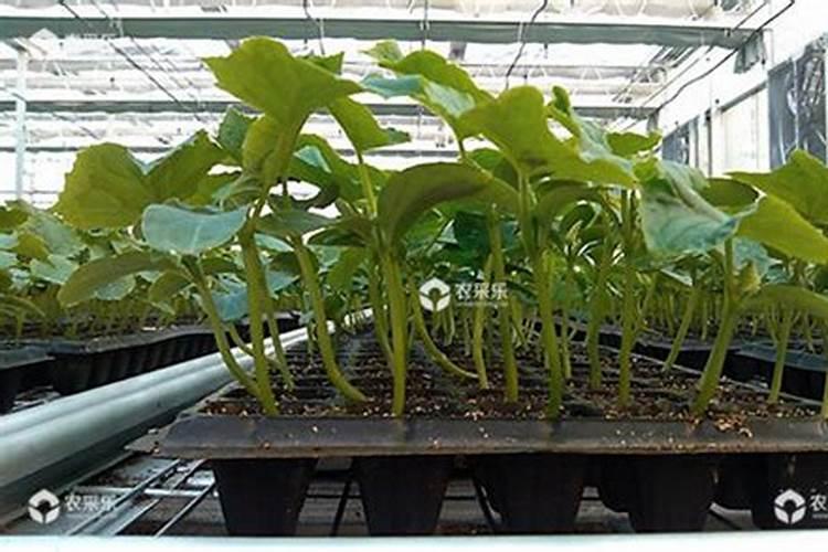 西瓜苗发黄怎么办求解