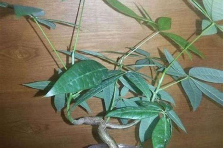 发财树上的,这是什么虫子呀