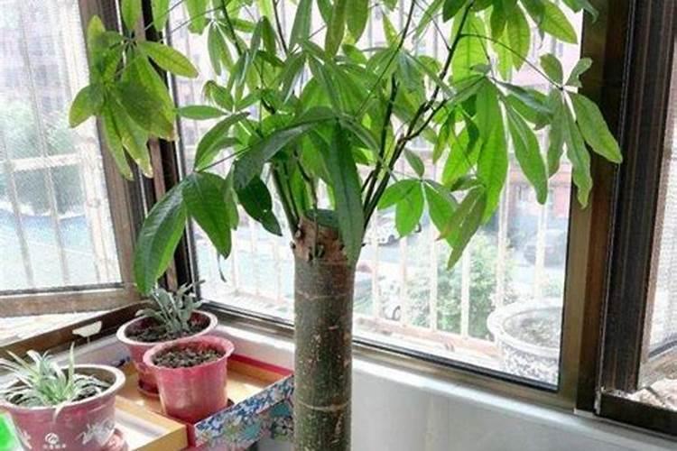 发财树的土怎么配制