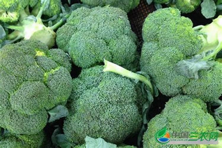 请问老师们,我今年学种西兰花需要施肥