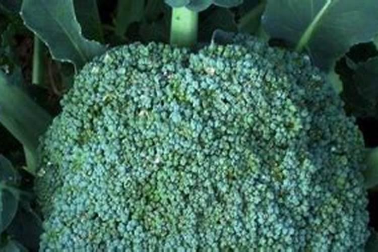 多菌灵是碱性还是酸性能与叶面肥混用吗？