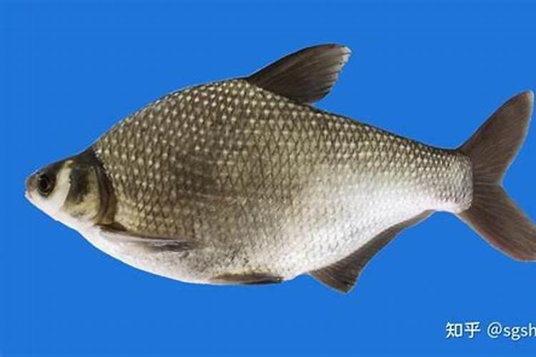 哪几种鱼的蛋白质最高啊？