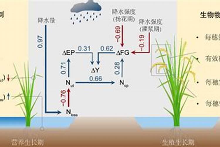 水稻施用氮肥过量有何危害