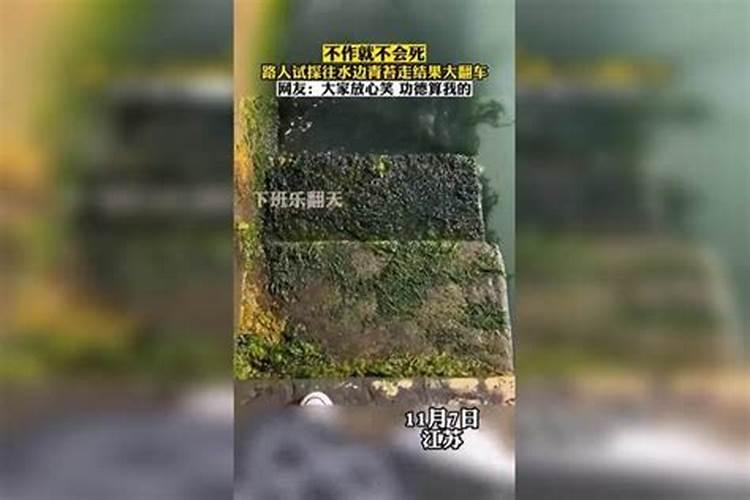 用青苔种兰花怎么施肥