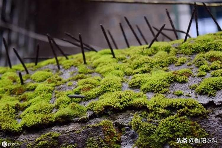 用青苔种兰花怎么施肥