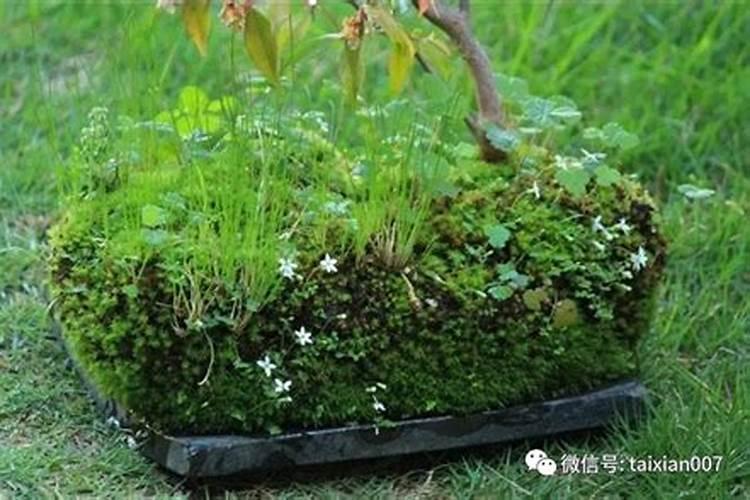 毛慈菇地里的青苔打啥药