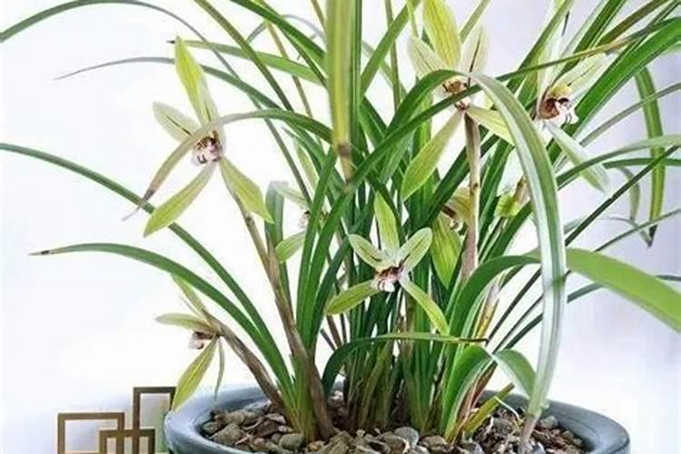 新种兰花怎样浇水,施肥？