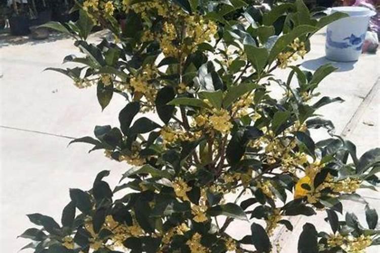 桂花树如何施肥