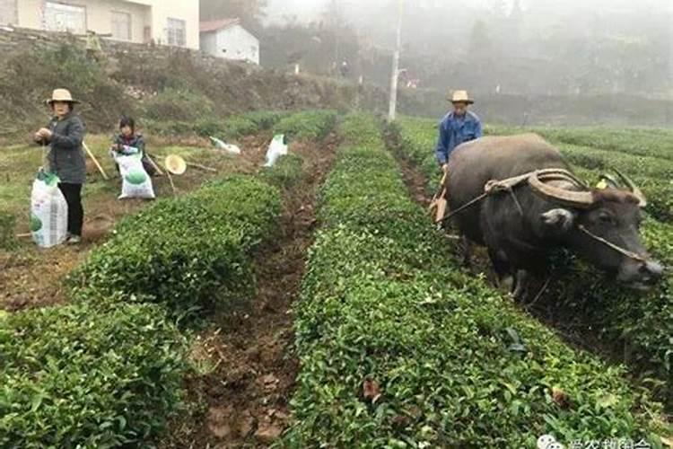 茶叶采摘后茶园要怎么管理？