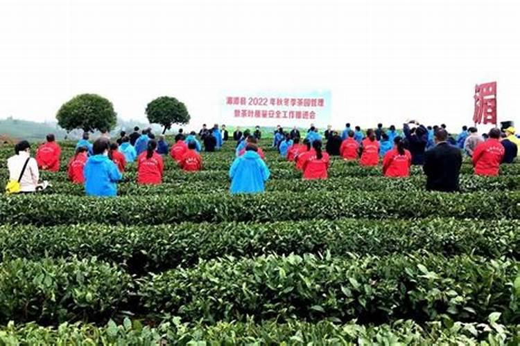 茶园冬肥什么时候施肥？