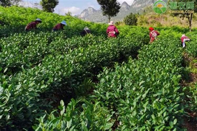 茶叶化肥使用方法
