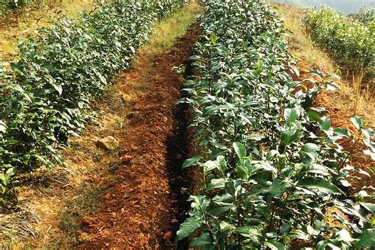 茶园冬肥什么时候施肥？